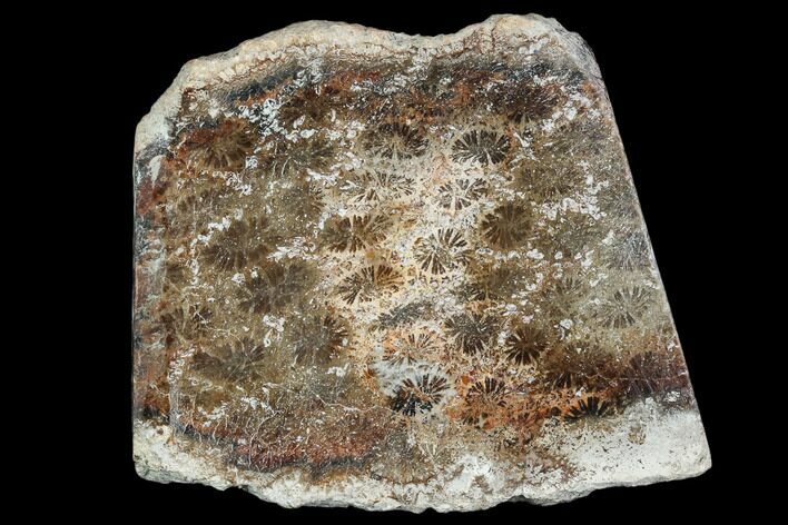 Polished, Fossil Coral Slab - Indonesia #109147